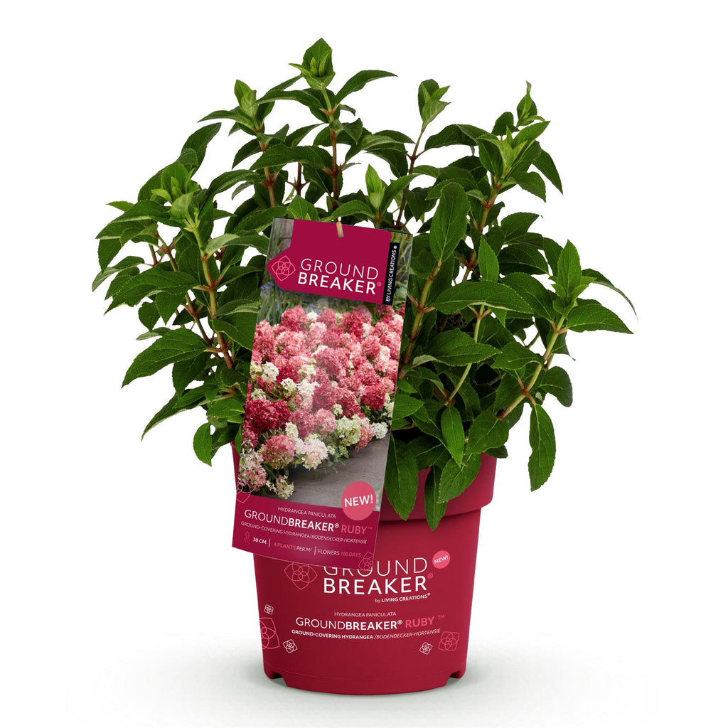 Tuinplant - Hydrangea panniculata Groundbreaker Ruby - Pluimhortensia - Winterhard - Rood - 1 Plant - Pot 14cm - Hoogte 20-25cm