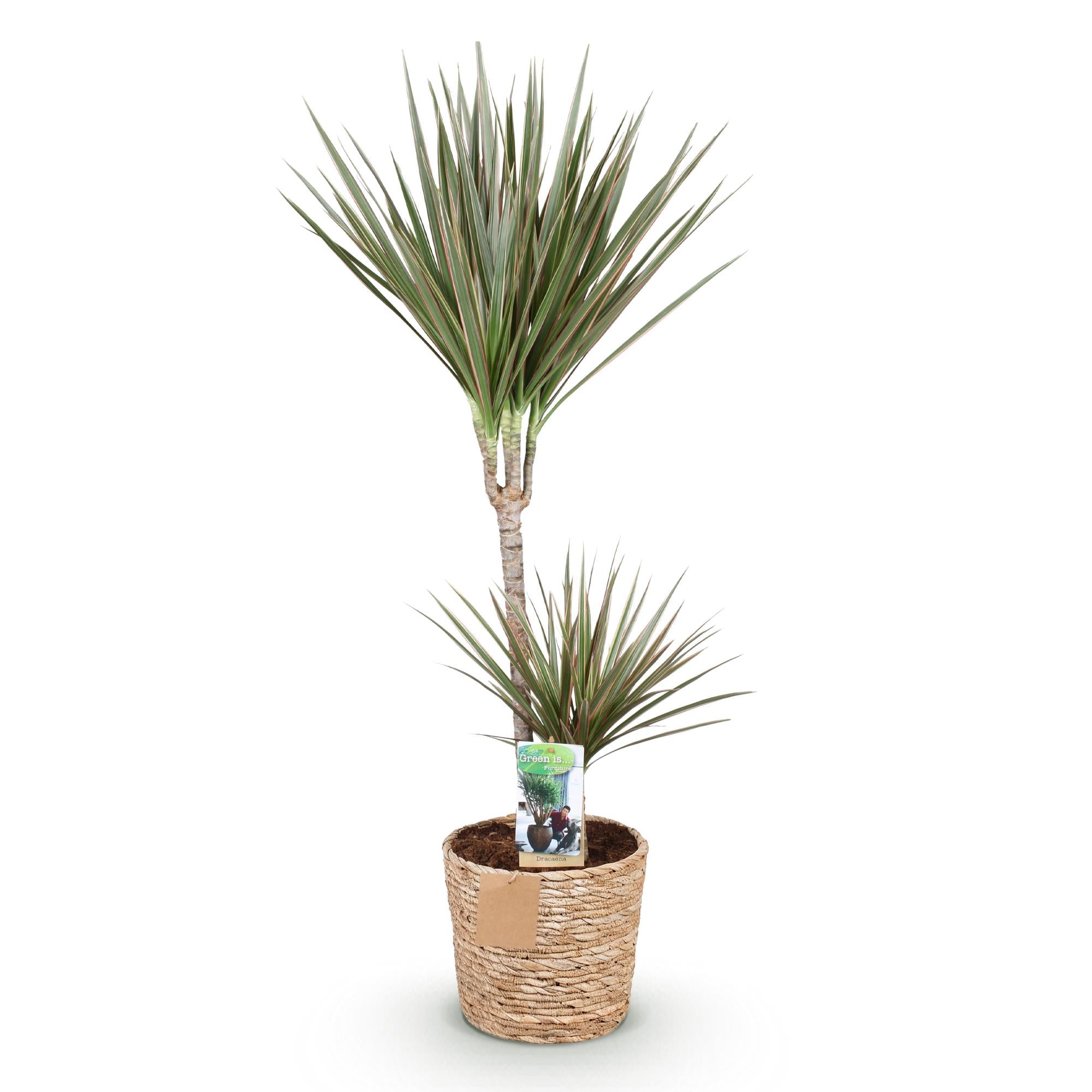 Green is... Kamerplanten - Dracaena Marginata Bicolor - Drakenbloedboom - Weinig onderhoud - met mand - Groen - 1 Plant - Pot 21cm - Hoogte 90-100cm