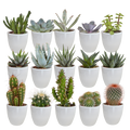 Cactus en vetplanten mix 5.5 cm | 15 stuks - in witte pot