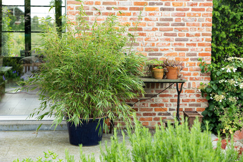Grassen - Fargesia scabrida Asian Wonder - Niet Woekerende Bamboe - Bladhoudend - Groen - 2 Planten - Pot 23 cm - Hoogte 80 cm