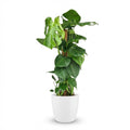 Kamerplant - Gatenplant - Monstera Deliciosa mosstok - Groen - Weinig onderhoud - 1 Plant - met Potter Wit - Pot 19cm - Hoogte 90cm