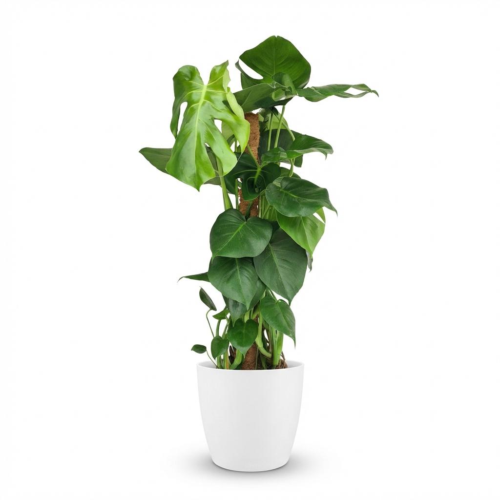 Kamerplant - Gatenplant - Monstera Deliciosa mosstok - Groen - Weinig onderhoud - 1 Plant - met Potter Wit - Pot 19cm - Hoogte 90cm