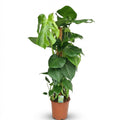 Kamerplant - Gatenplant - Monstera Deliciosa mosstok - Groen - Weinig onderhoud - 1 Plant - Pot 19cm - Hoogte 90cm