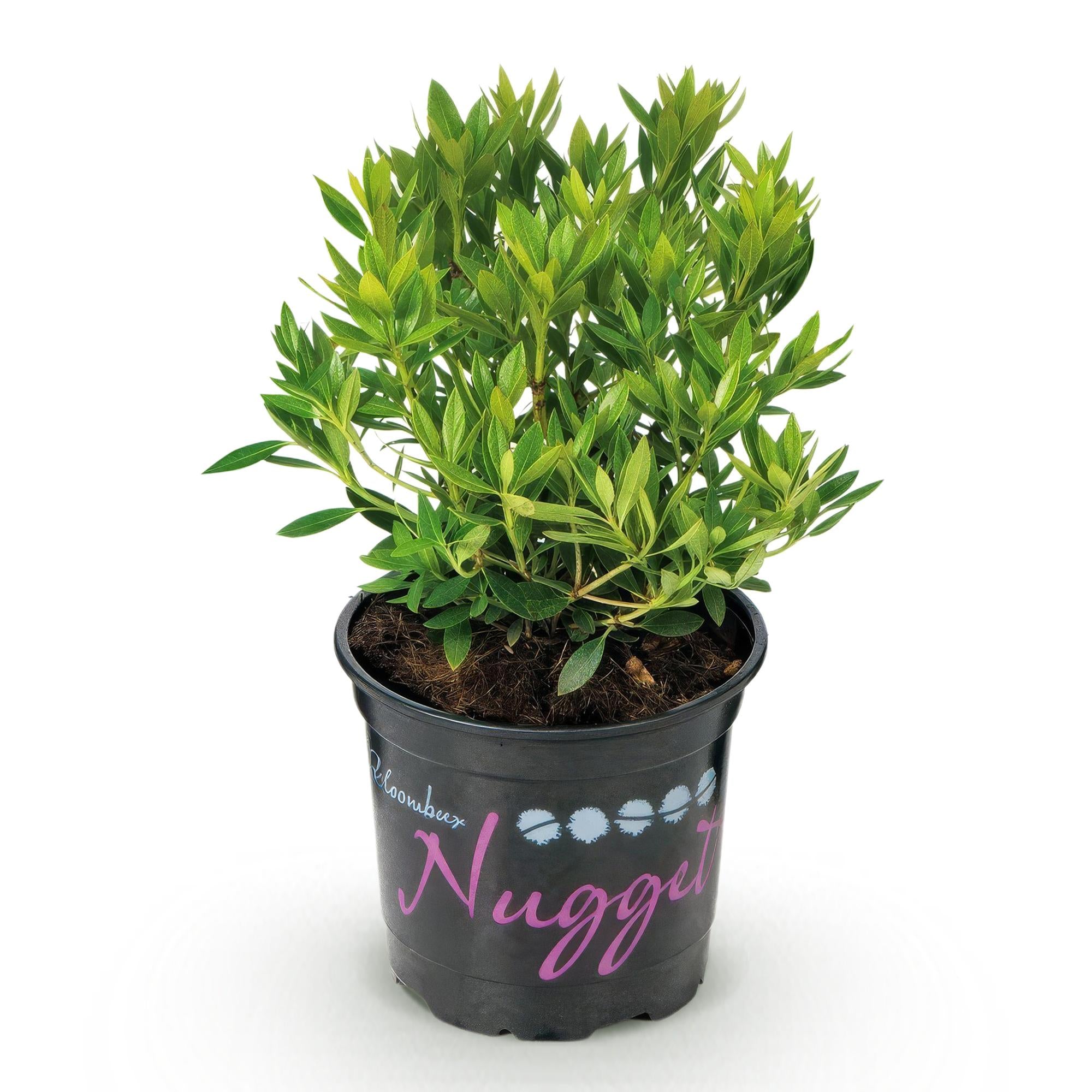 Dwerg Rhododendron - Rhododendron Bloombux Light Pink - Bloeiende Buxus - Weinig Onderhoud - Licht Roze Bloem - 1 Plant - Pot 10,5cm - Hoogte 20-25cm