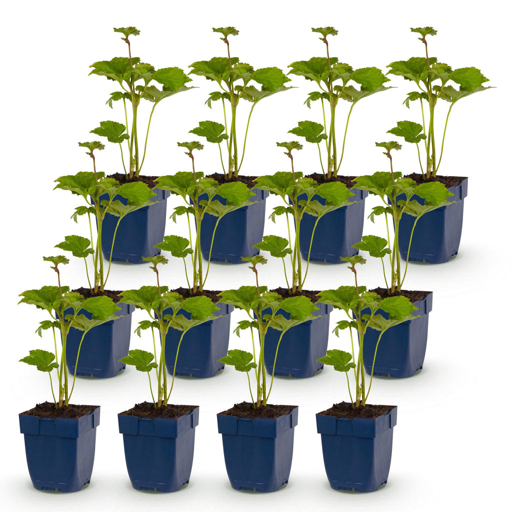 Vasteplant - Anemone hybr. Kön. Charlotte - Herfst Anemoon - Schaduw - Roze - 12 Planten - Pot 11cm - Hoogte 15-25cm