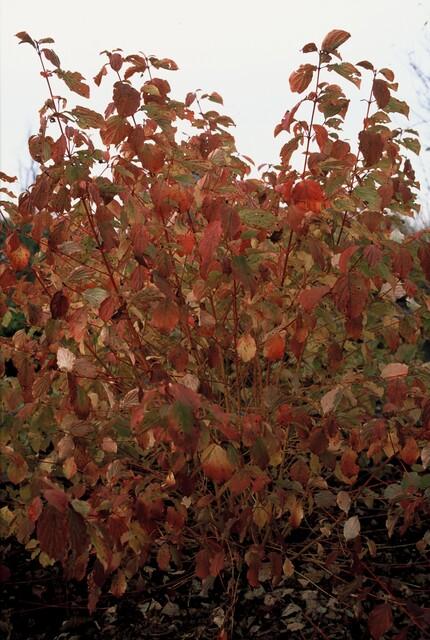 48x Cornus sang. 'Midwinter Fire' - ↕10-25cm - Ø9cm