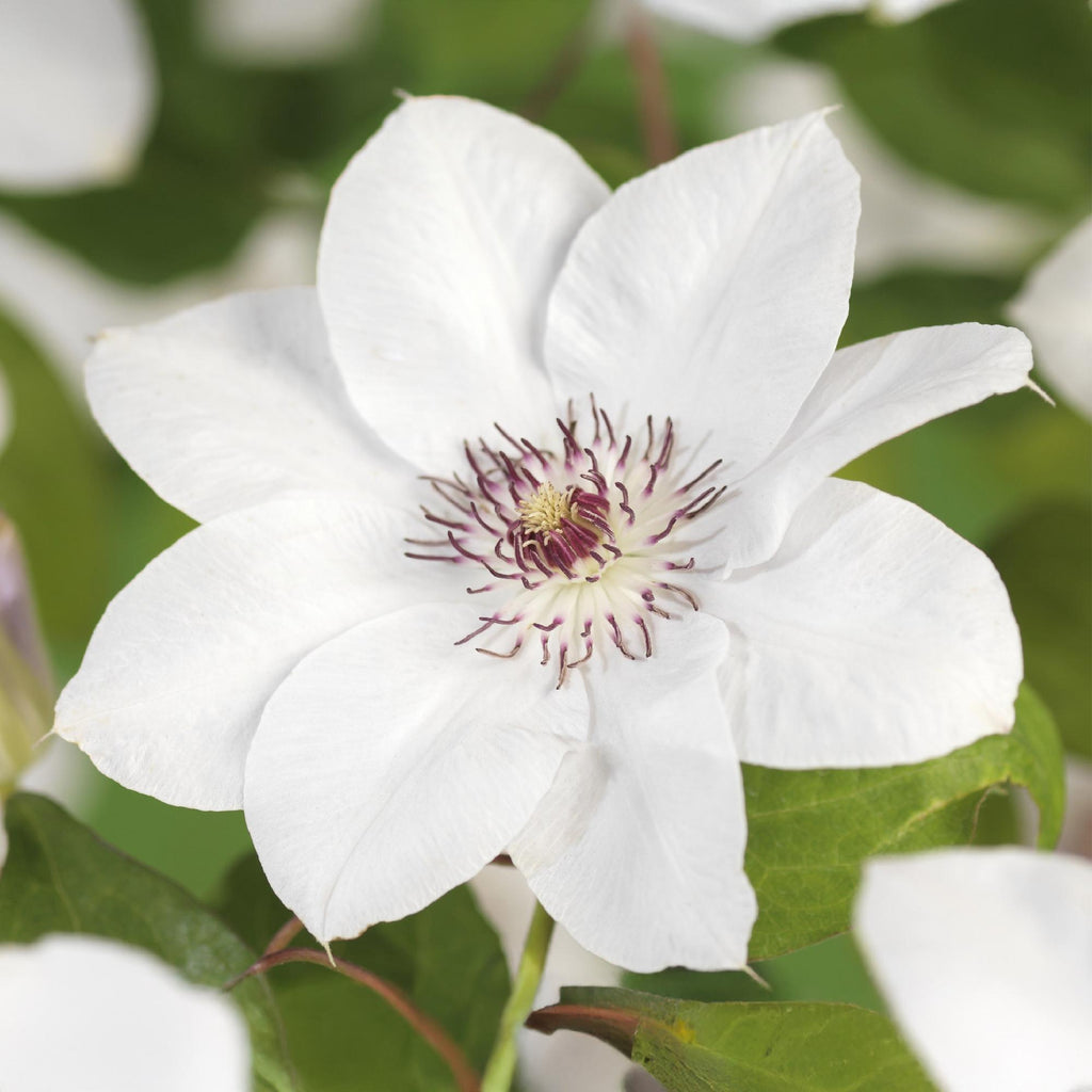 Klimplant - Clematis Miss bateman - Bloem Wit - Weinig onderhoud -2 planten -  Pot 11cm Hoogte 40cm