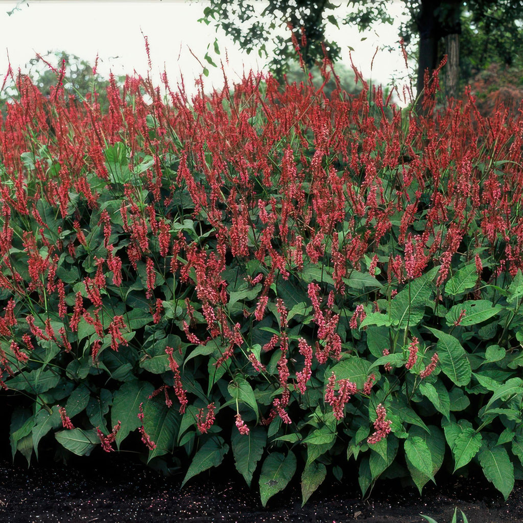 60x Persicaria amplexicaulis - ↕10-25cm - Ø9cm