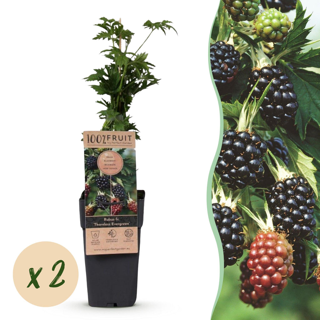Fruitplant - Rubus fruticosus Thornless Evergreen - Bramenplant - Doornloos - Zwarte Braam - 2 Planten - Pot 15cm - Hoogte 50cm