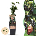 Fruitplant - Rubus fruticosus Thornless Evergreen - Bramenplant - Doornloos - Zwarte Braam - 2 Planten - Pot 15cm - Hoogte 50cm