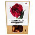 Tulpenbollen Masterpeace – 20 Stuks | KH Bloembollen® | Rode Tulp met Kartelrand – Stoer & Uniek – Voor Tuin of Pot – Maat 11/12 – Vers van de Teler