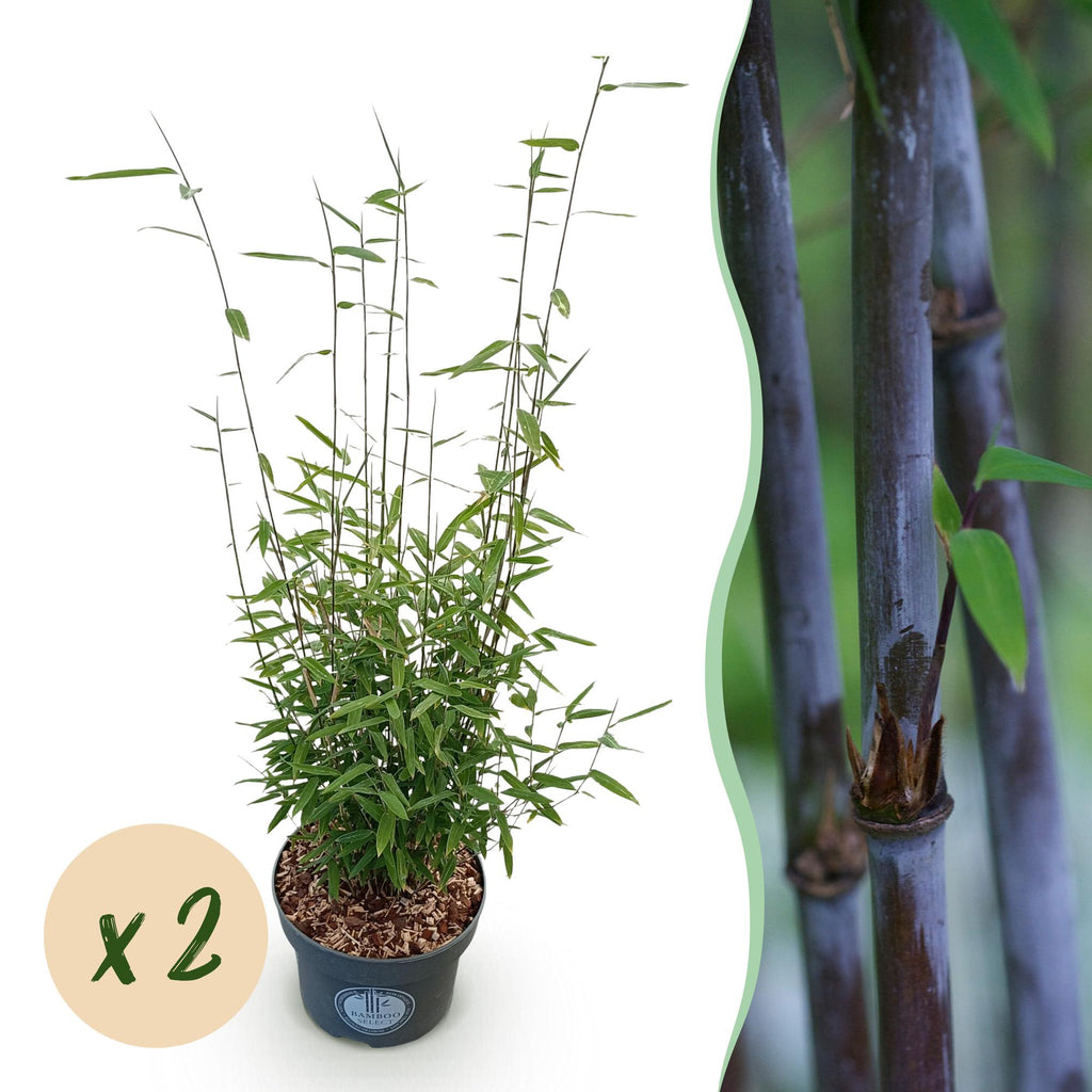 Grassen - Fargesia nitida Black Dragon - Niet Woekerende Bamboe - Bladhoudend - Groen - 2 Planten - Pot 23 cm - Hoogte 80 cm