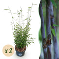 Grassen - Fargesia nitida Black Dragon - Niet Woekerende Bamboe - Bladhoudend - Groen - 2 Planten - Pot 23 cm - Hoogte 80 cm