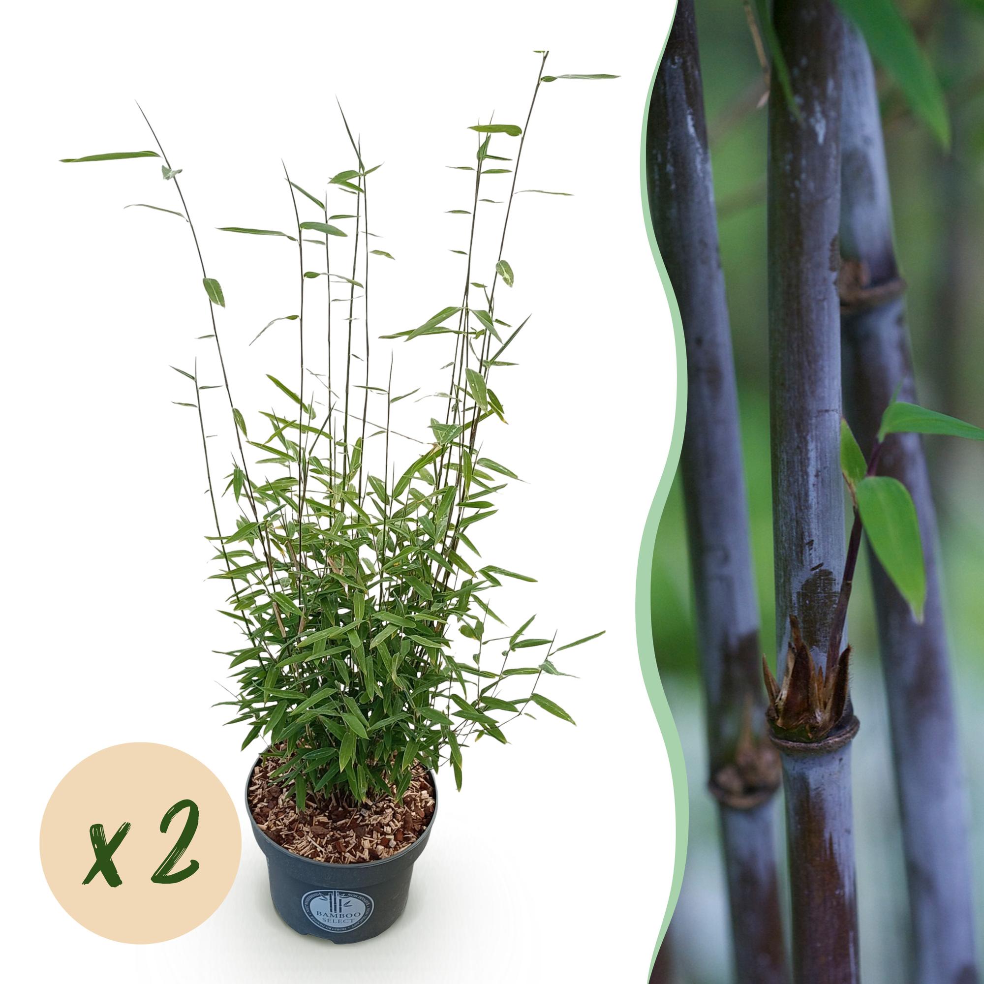 Grassen - Fargesia nitida Black Dragon - Niet Woekerende Bamboe - Bladhoudend - Groen - 2 Planten - Pot 23 cm - Hoogte 80 cm