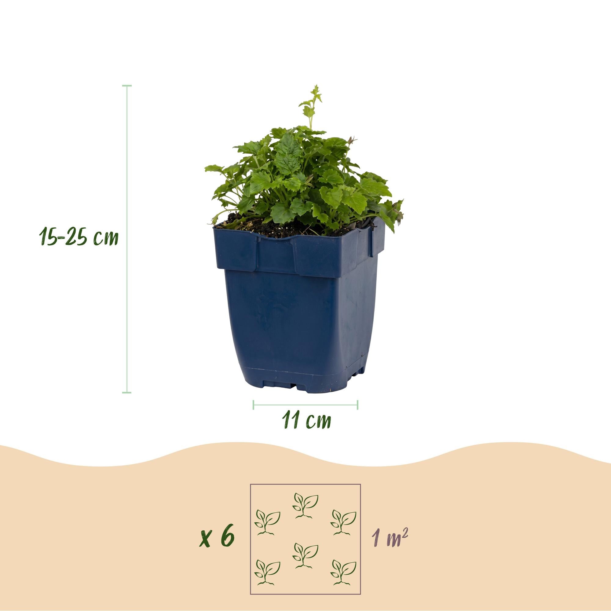 Vasteplant - Campanula portenschlagiana Tricolour - Perzikbladklokje - Bodembedekkend - Paars - Roze - Wit - 24 Planten - Pot 11cm - Hoogte 15-25cm