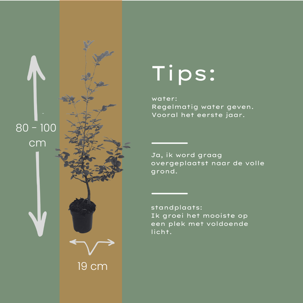 Palletdeal Haagplanten:  50 Carpinus Betulus ↕ 80-100 - Ø 19cm | Mini Pallet