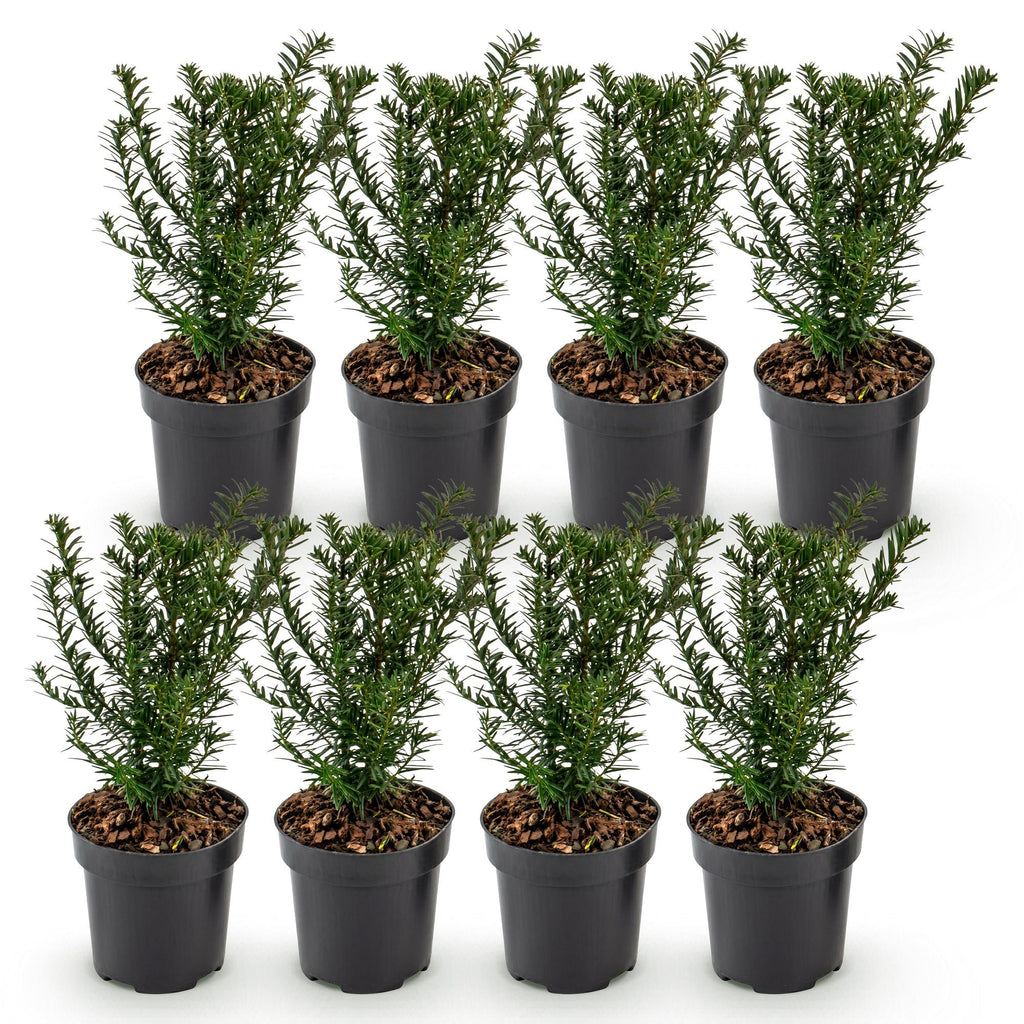 8x Taxus baccata - Venijnboom - Haagplanten - Groenblijvend - Groen - Pot 9cm - Hoogte 20-30cm