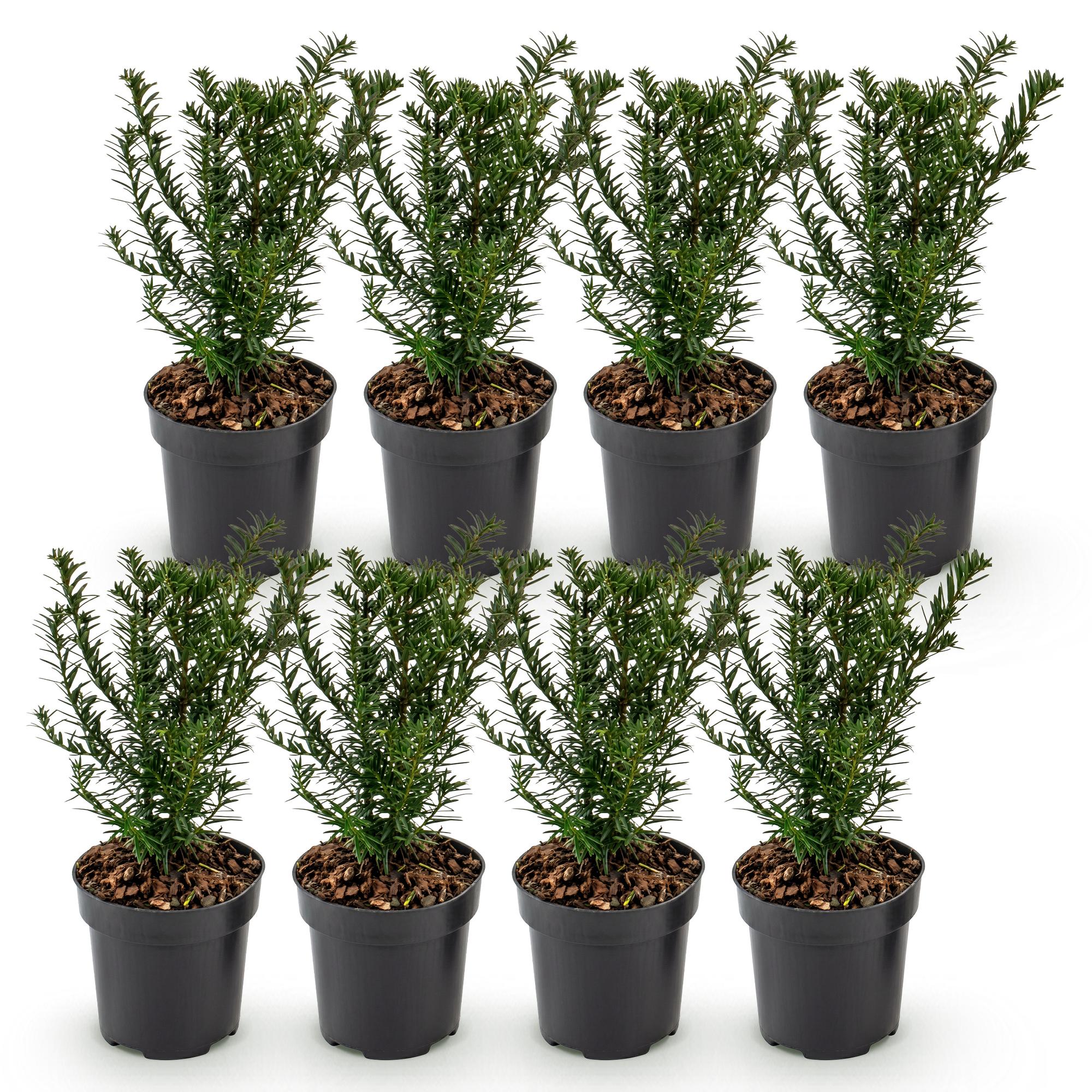 8x Taxus baccata - Venijnboom - Haagplanten - Groenblijvend - Groen - Pot 9cm - Hoogte 20-30cm