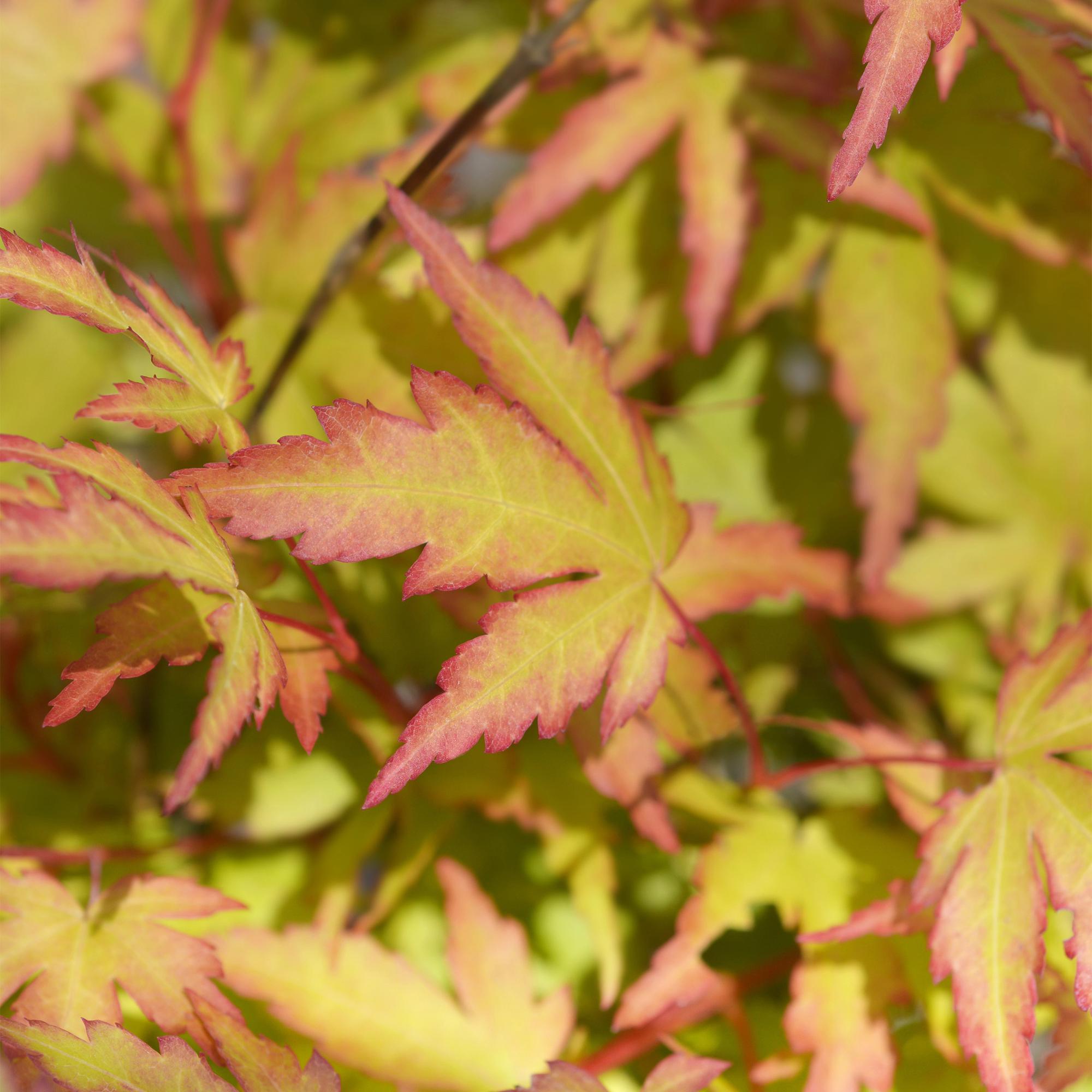 Tuinplant - Acer palmatum Sangokaku - Groen - 3 Planten - Bladverliezend - Weing Onderhoud - Pot 12cm Hoogte 35cm