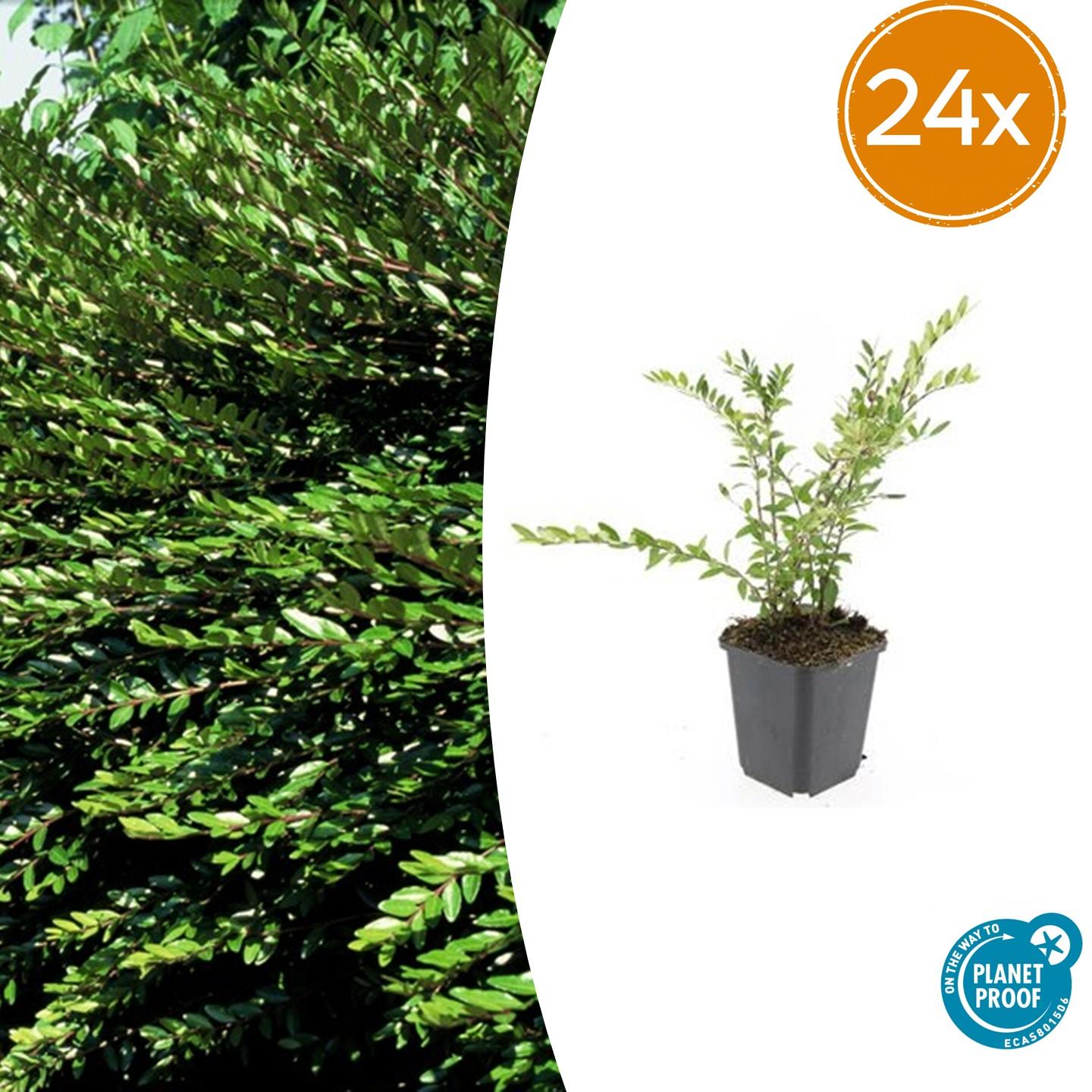 24x Lonicera pileata - ↕10-25cm - Ø9cm