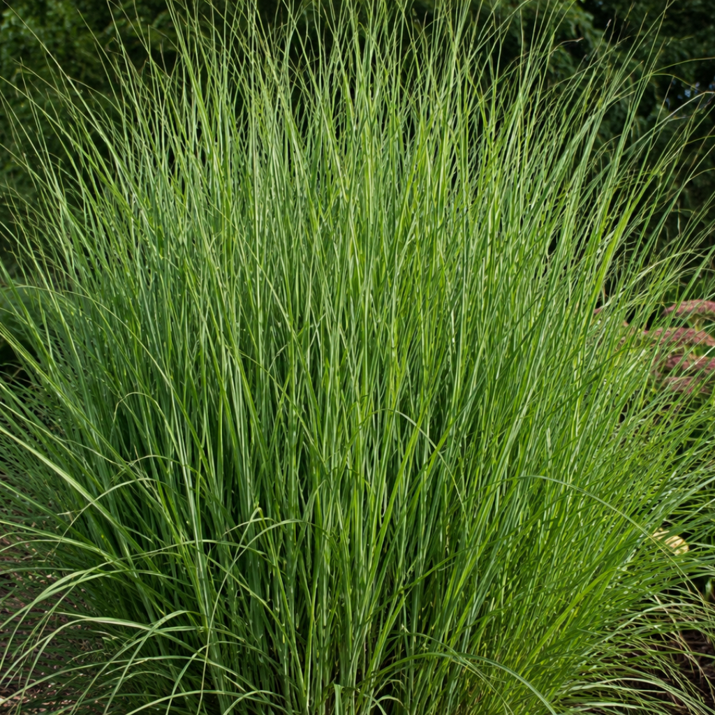 3x Panicum virgatum ‘Northwind’ – Sterk opgaand siergras met strakke groeivorm | Potmaat 12 cm