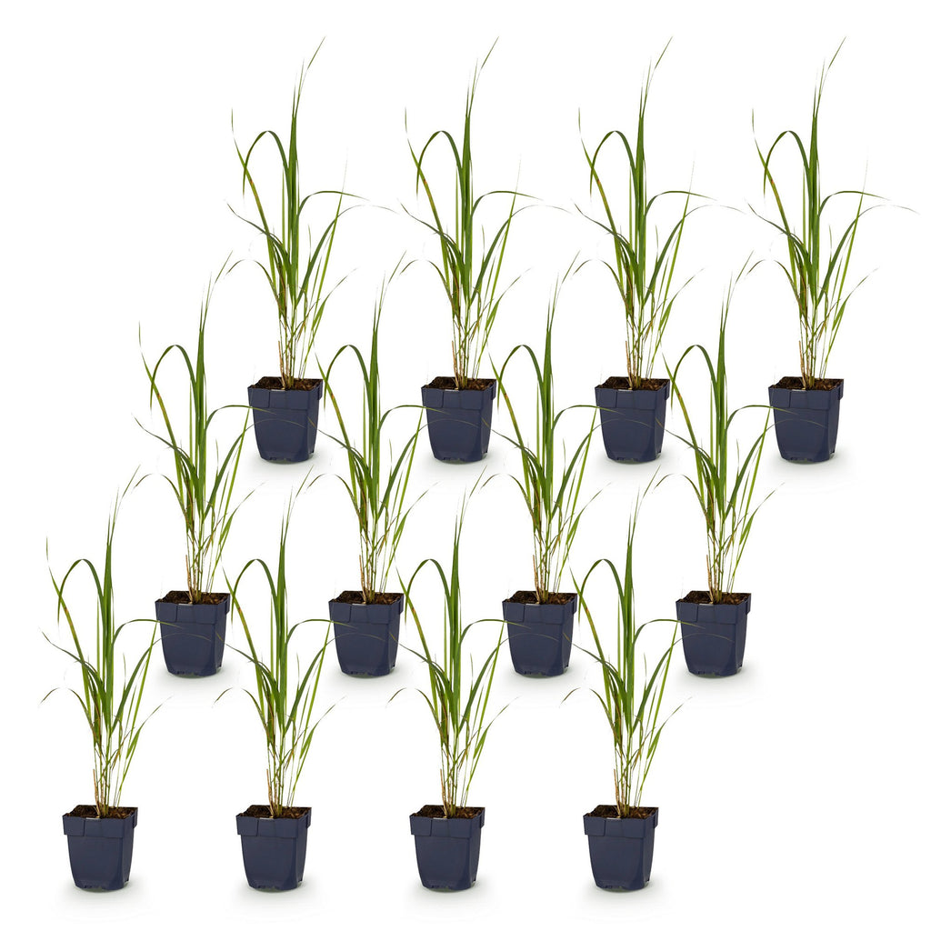 Grassen - Molinia arund. Karl Foerster - Pijpestrootje - Met Pluim - Groen - 12 Planten - Pot 11cm - Hoogte 15-25cm