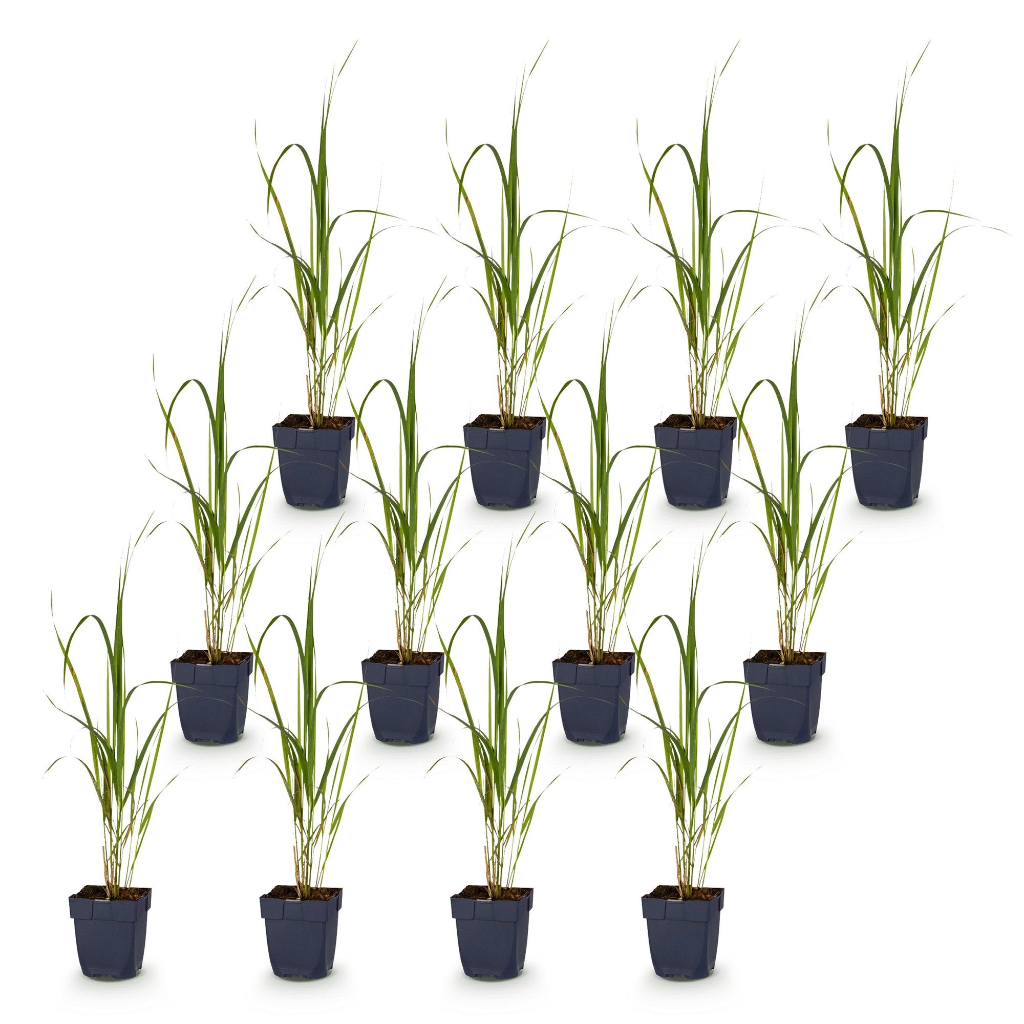 Grassen - Molinia arund. Karl Foerster - Pijpestrootje - Met Pluim - Groen - 12 Planten - Pot 11cm - Hoogte 15-25cm