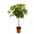 Schefflera op stam - 130 cm - ø21