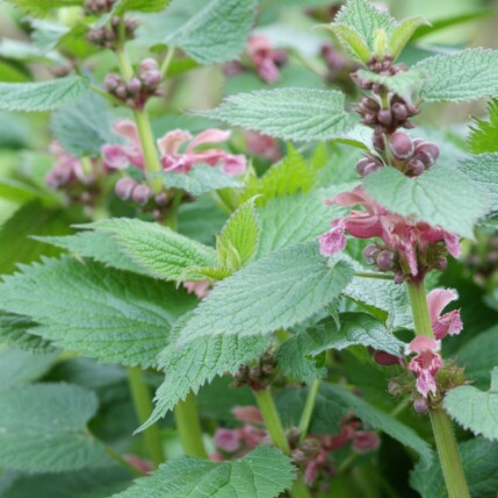 Lamium – 6 Pluggen | Kweek & Geniet van een Prachtige Bodembedekker