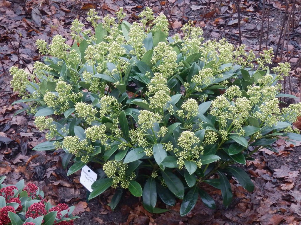 Terrasplant - Skimmia japonica Finchy - Bloem Wit - 40+ Bloemen - 2 Plant - Winterhard - Pot 19cm Hoogte 60cm