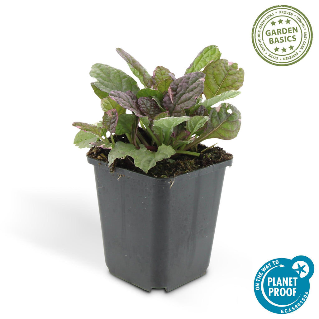 24x Ajuga reptans 'Burgundy Glow' - ↕10-25cm - Ø9cm