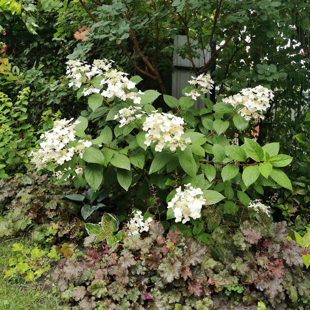Pluim Hortensia - Hydrangea panniculata Wims Red - Bloem Wit Rood  - 1 Plant - Bladverliezend - Grote Bloemen - Pot 17cm Hoogte 50cm