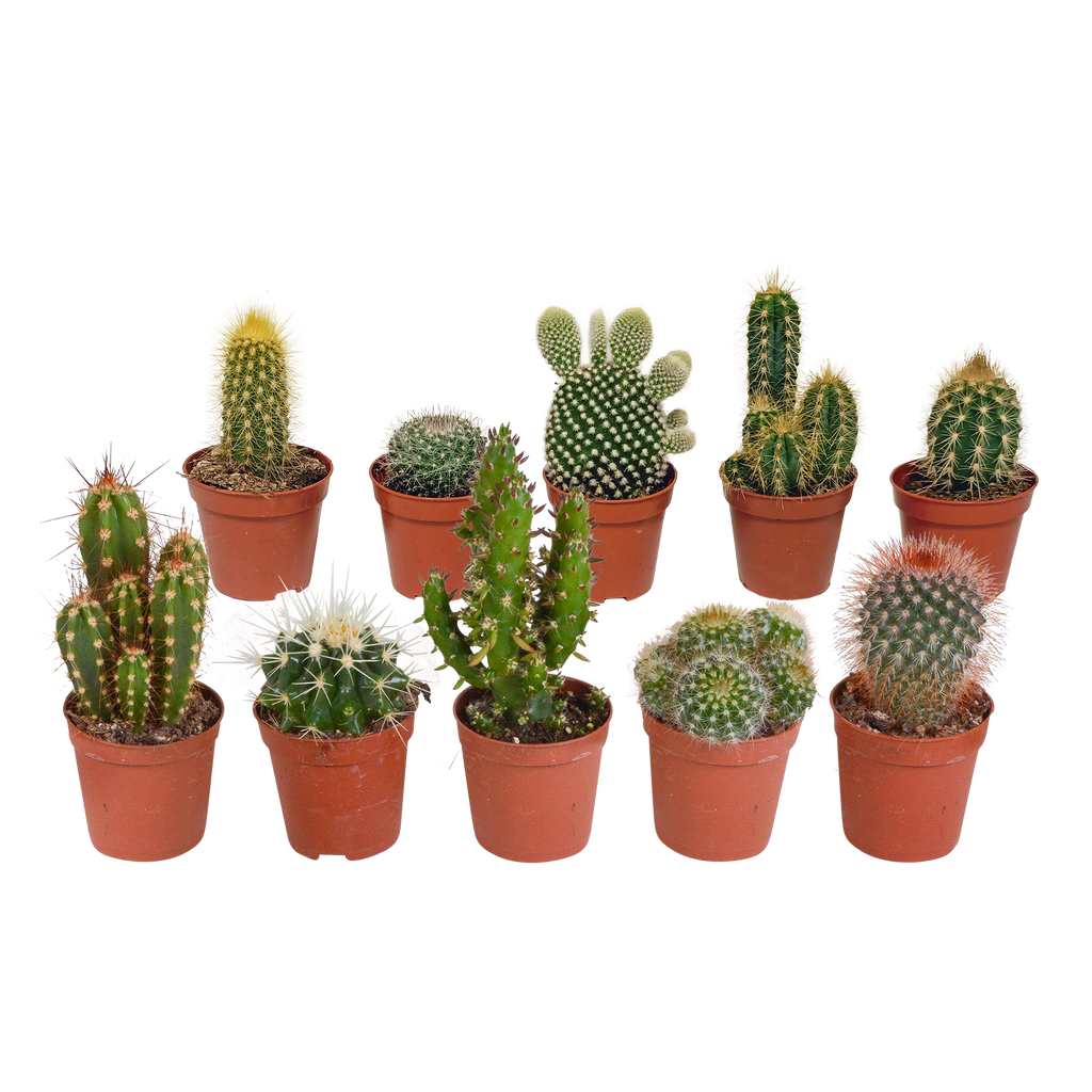 Cactus mix 5.5 cm - 10x - zonder pot
