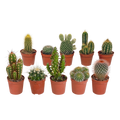 Cactus mix 5.5 cm - 10x - zonder pot