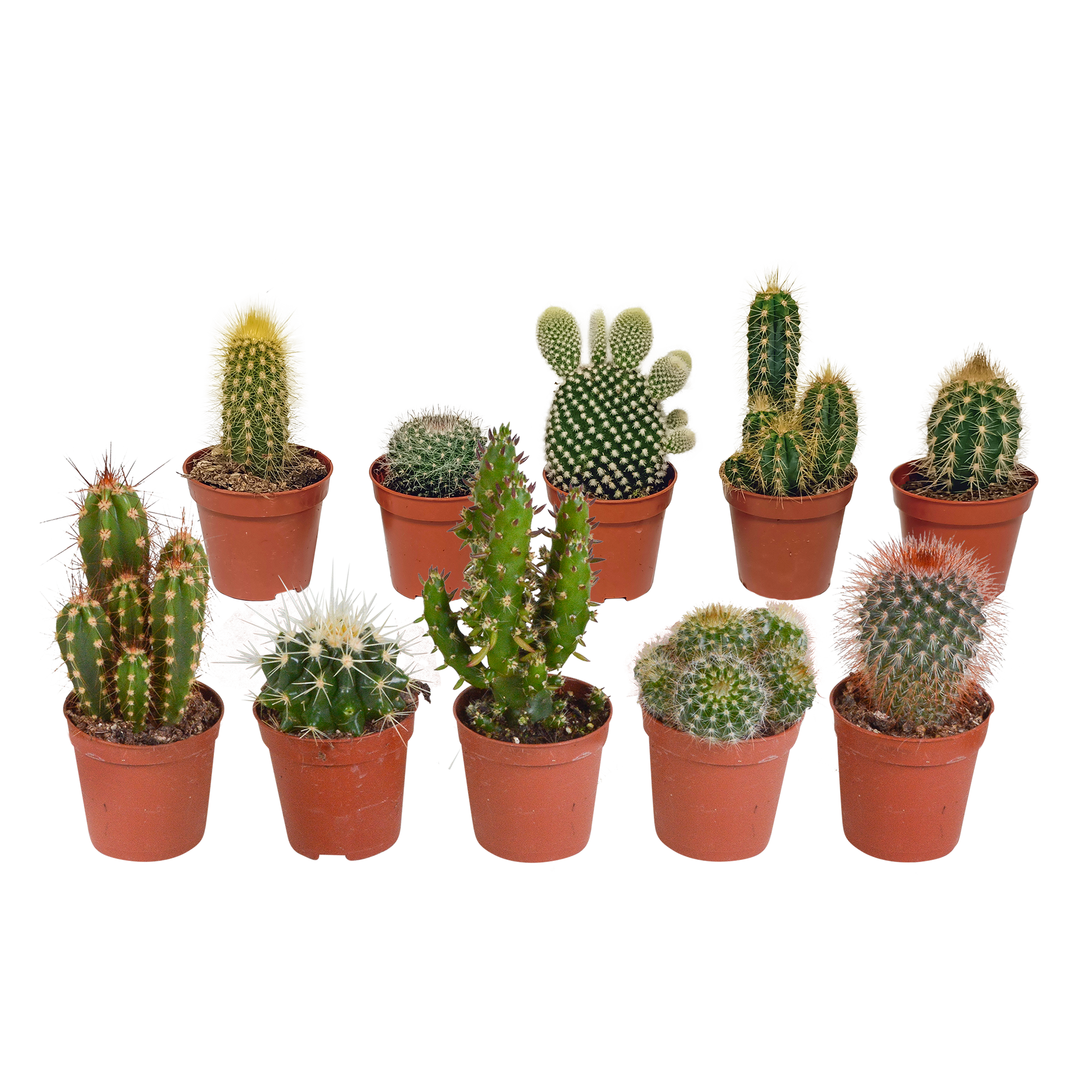 Cactus mix 5.5 cm - 10x - zonder pot