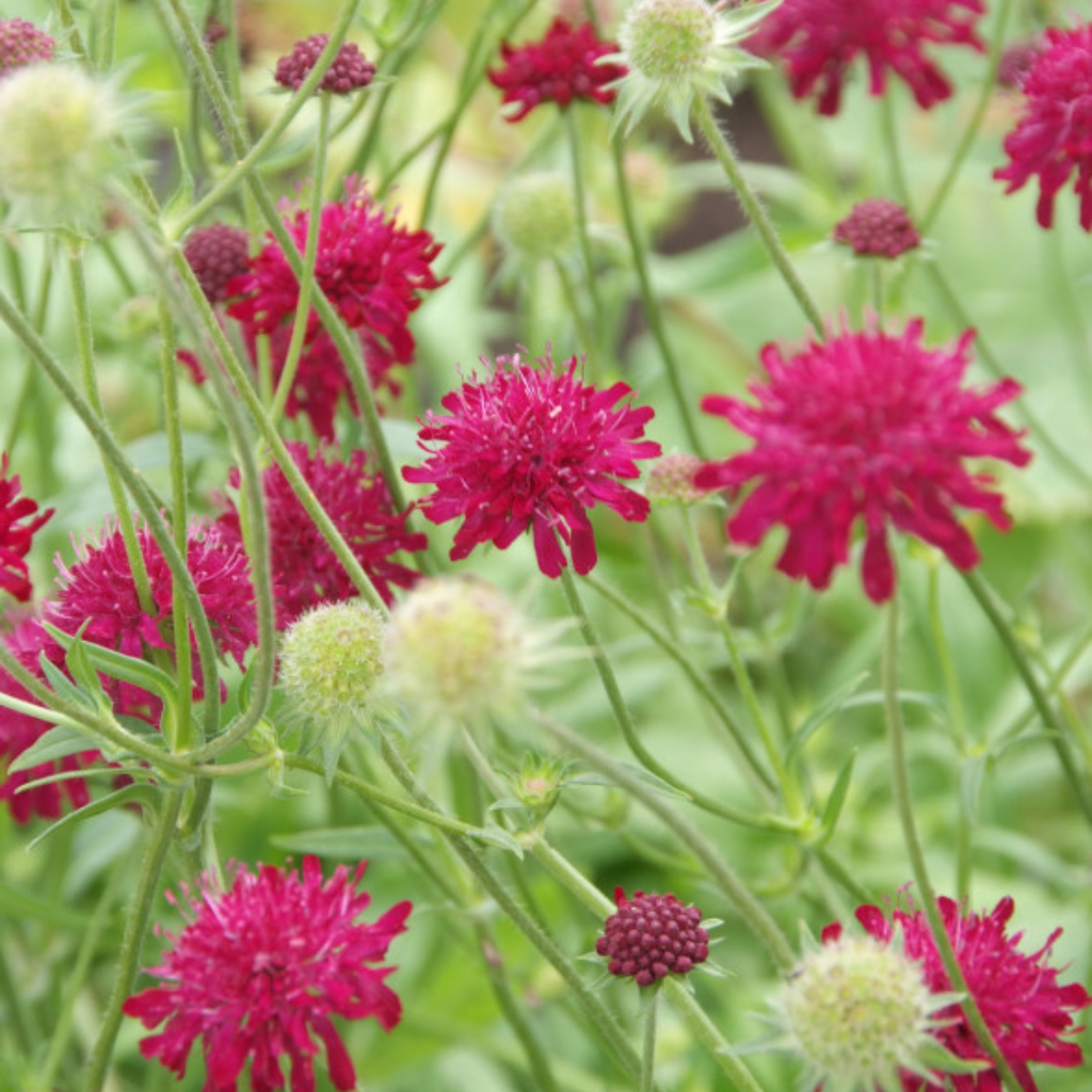 48x Knautia macedonica - ↕10-25cm - Ø9cm