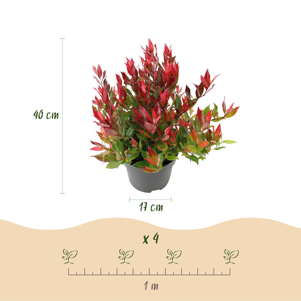 Tuinplant - Leucothoe Little Flame - Rood - 2 Planten - Groenblijvend - Weinig Onderhoud - Pot 17cm Hoogte 40cm