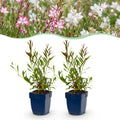 Vasteplant - Gaura Duo - Prachtkaars - Bijen en Vlinderlokkers - Roze - Wit - 24 Planten - Pot 11cm - Hoogte 15-25cm