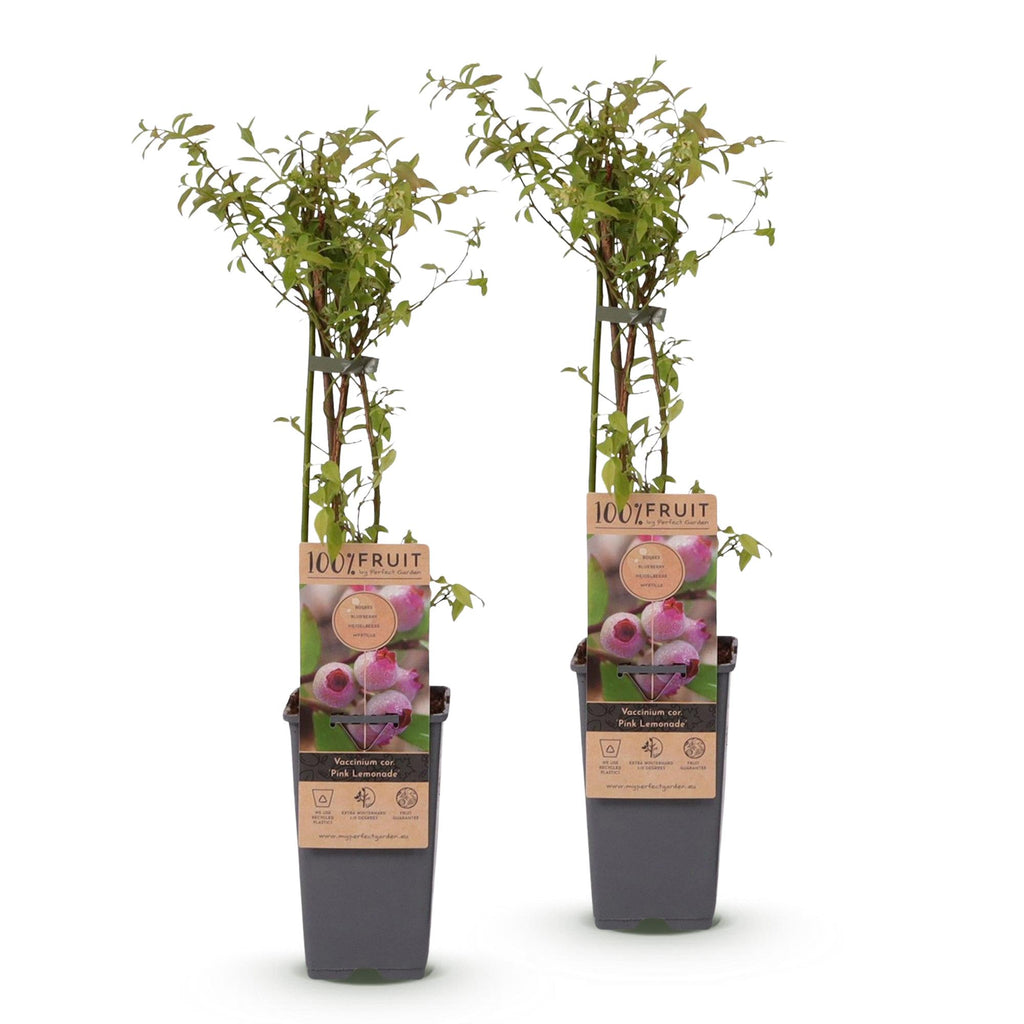 Fruitplant - Vaccinium cor. Pink Lemonade - Roze Bosbes - Winterhard - Roze Bes - 2 Planten - Pot 15cm - Hoogte 50cm