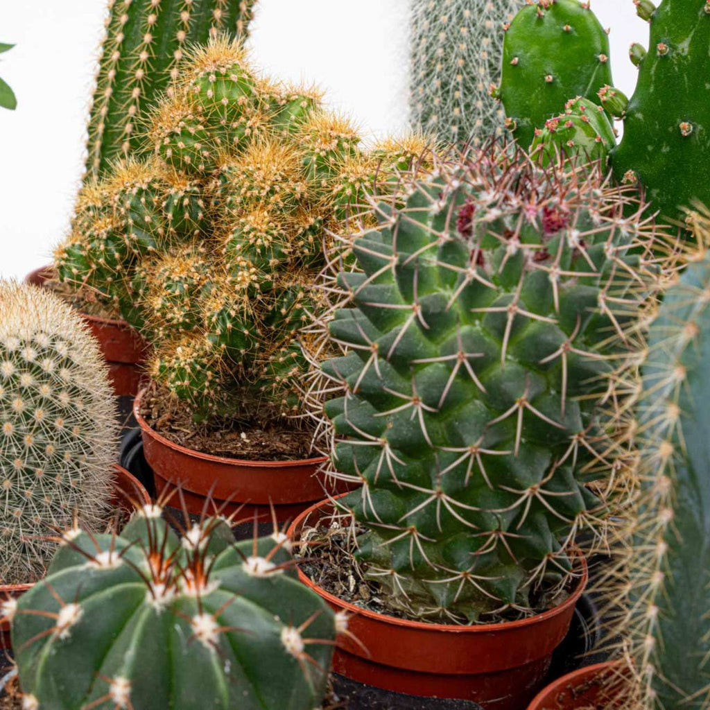 Cactus Set van 12 - ↑ 8–12 cm