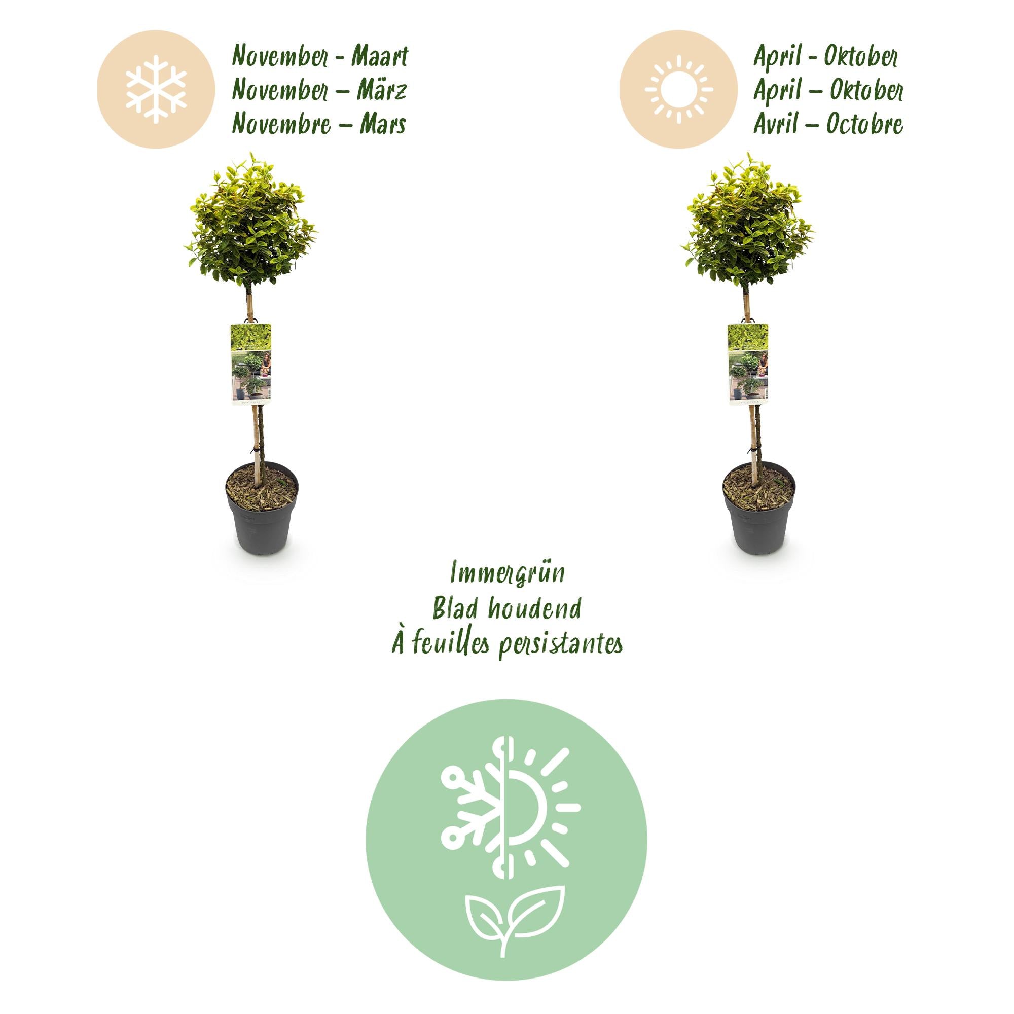 Plant op Stam - Euonymus fortunei Emerald n Gold - Terras Plant - Bladhoudend - Winterhard - Groen-Geel Blad - Pot 19cm Hoogte 90cm