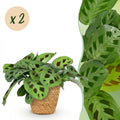 Kamerplant - Maranta Fascinator Kerchoveana - Zebraplant - Huisdiervriendelijke Plant - Groen - 2 Planten - met Mand - Pot 12cm - Hoogte 25cm