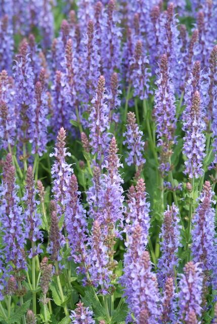 24x Salvia nem. 'Caradonna' - ↕10-25cm - Ø9cm