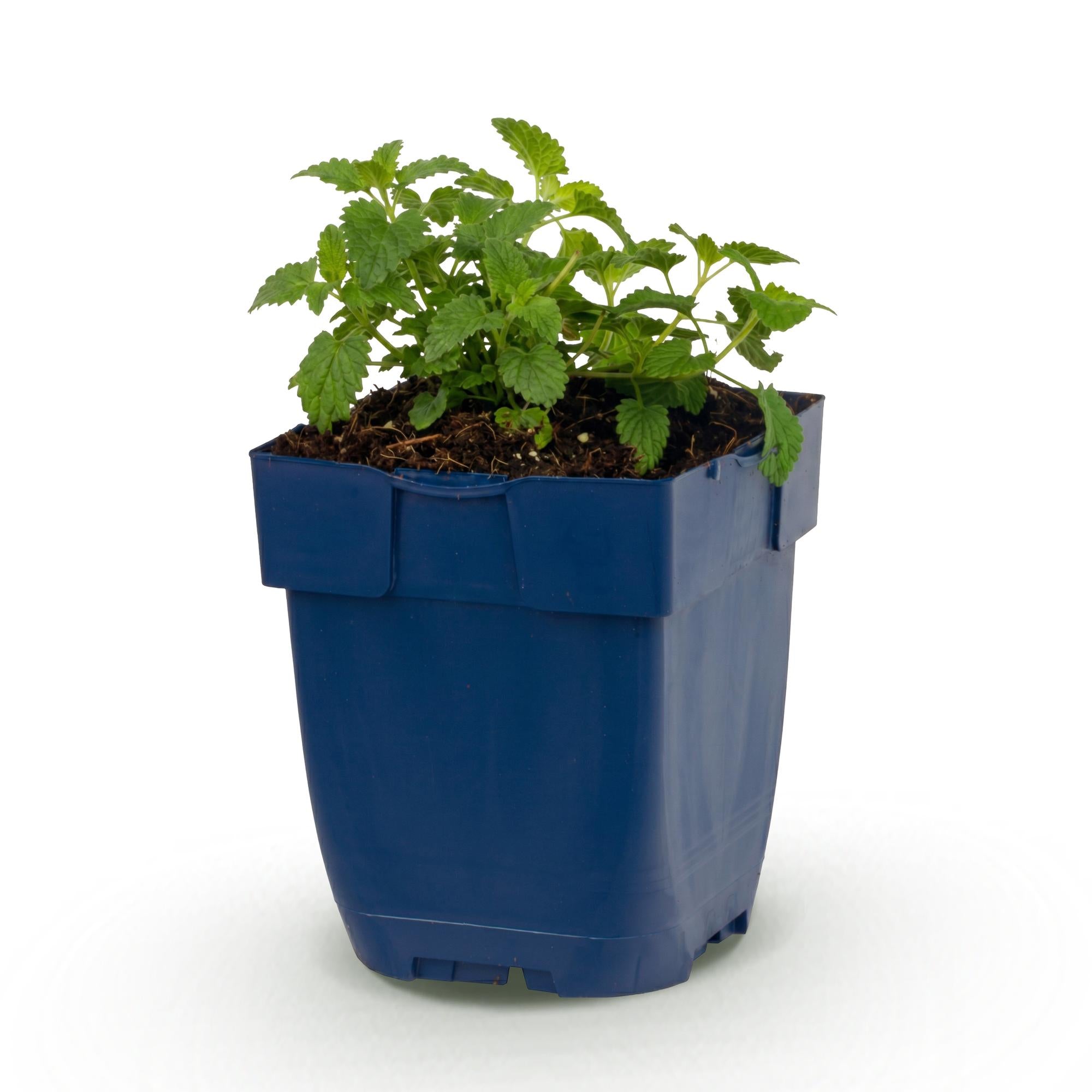 Vasteplant - Nepeta faassenii Snowflake - Kattenkruid - Bijen en Vlinderlokkers - Wit - 1 Plant - Pot 11cm - Hoogte 15-25cm
