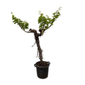 Druivenboom (Vitis Vinifera) stam vertakt - 200cm - ø35