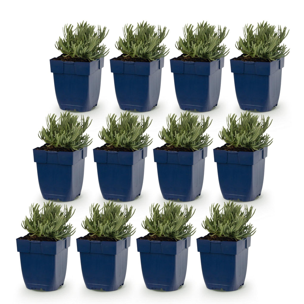 Vasteplant - Lavandula ang. Munstead - Lavendel - Geurend - Paars - 12 Planten - Pot 11cm - Hoogte 15-25cm