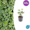 48x Pachysandra term. 'Variegata' - ↕10-25cm - Ø9cm