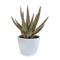 Aloë zebrina Dannyz 10,5cm - in witte pot