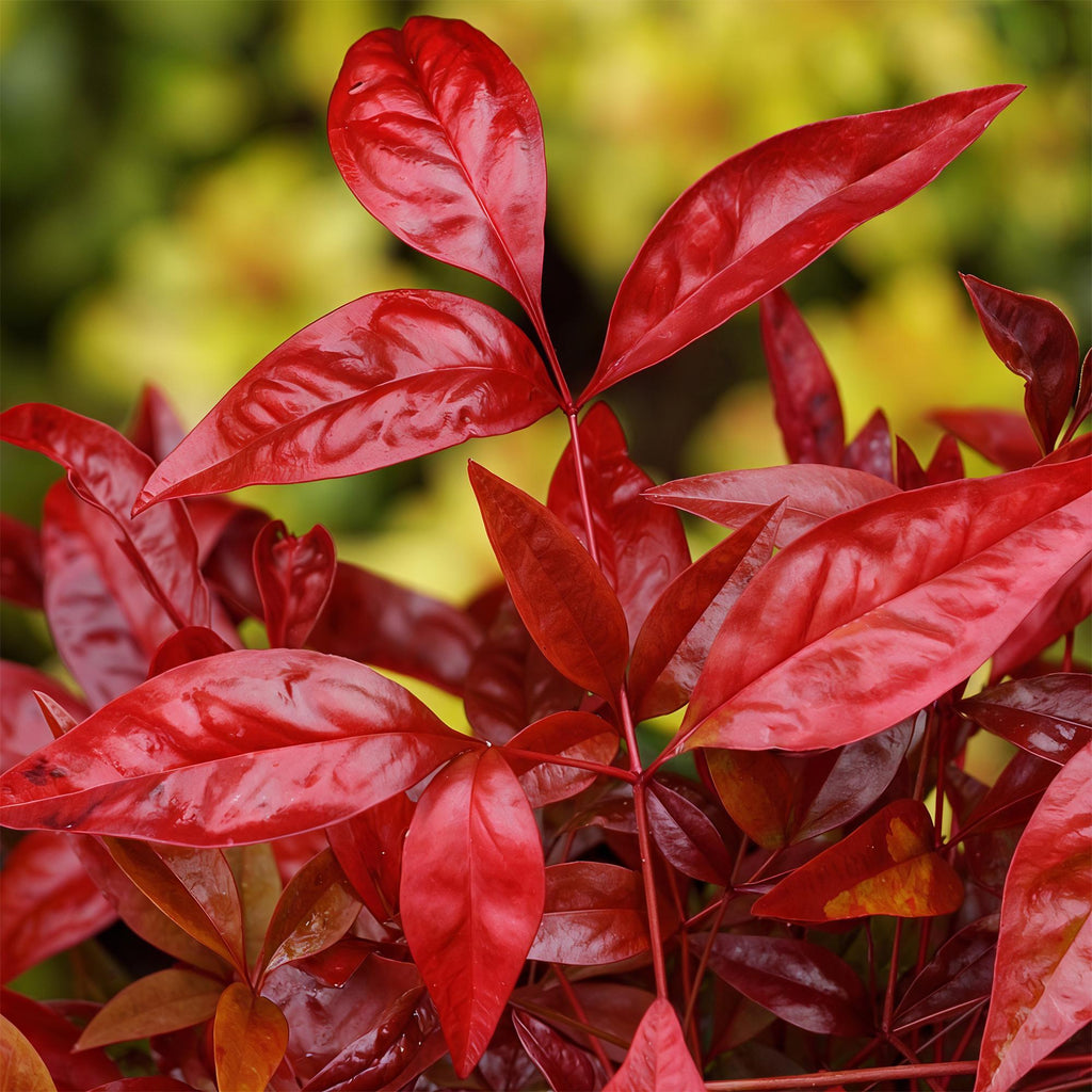 Tuinplant - Nandina Blush Pink - Donker Roze - 2 Planten - Groenblijvend - Weinig Onderhoud - Pot 17cm Hoogte 40cm