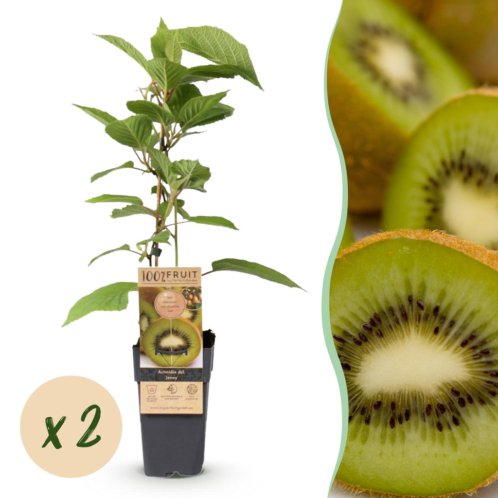 Fruitplant - Actinidia deliciosa Jenny - Kiwiplant - Zelfbestuivend - Groene Vrucht - 2 Planten - Pot 15cm - Hoogte 50cm